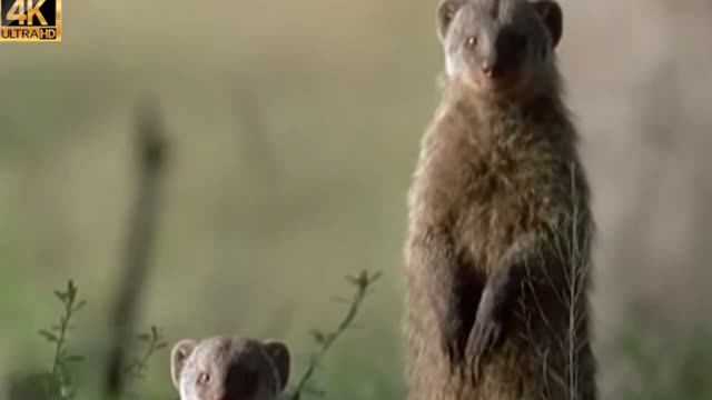 Мангуст - Препарат, Который Убивает Всех Змей