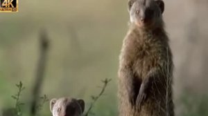 Мангуст - Препарат, Который Убивает Всех Змей