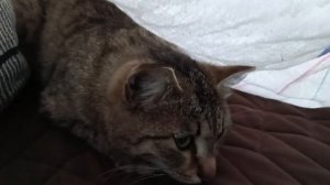 Угадайте как называется наша кошка