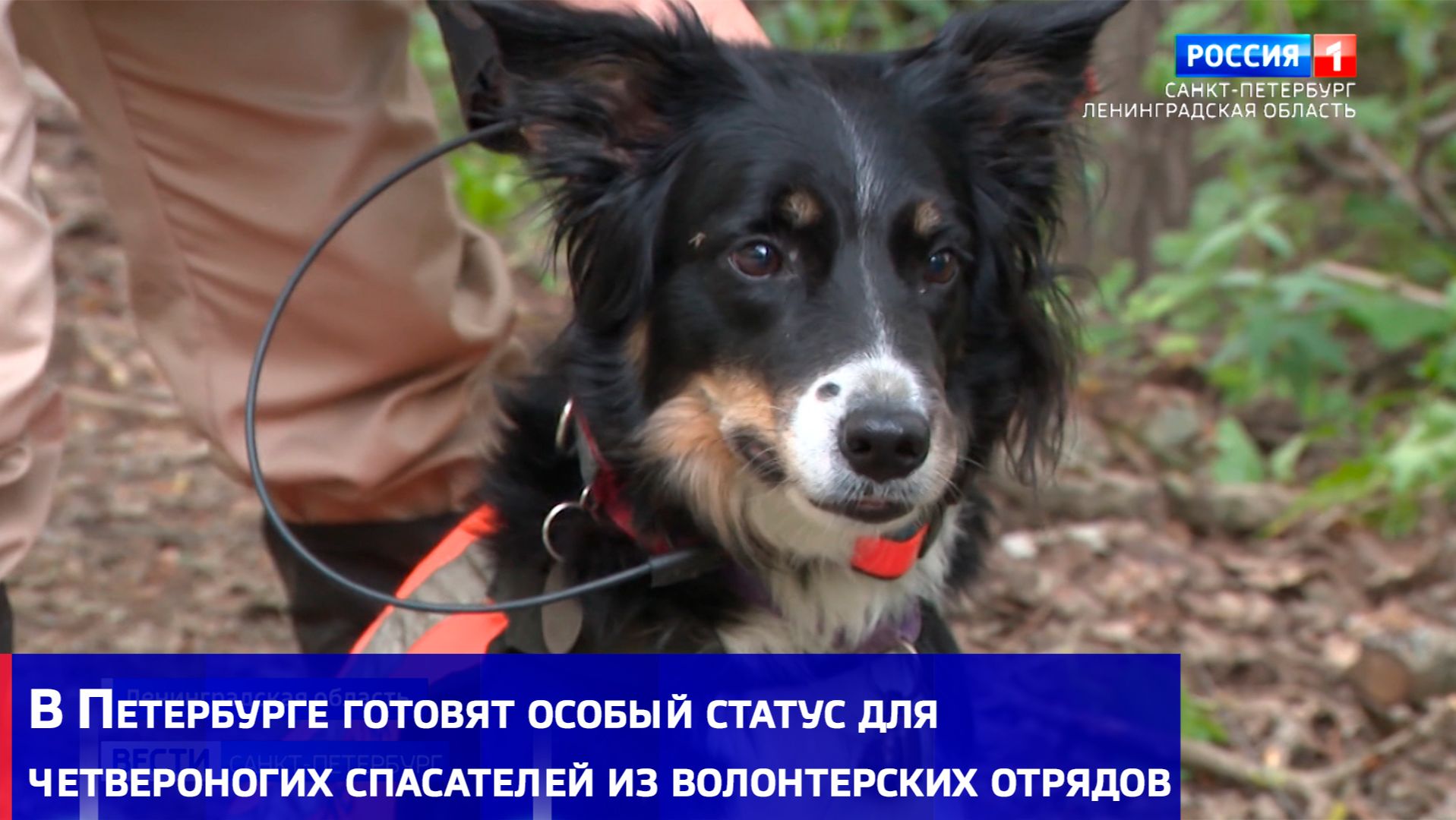 В Петербурге готовят особый статус для четвероногих спасателей из волонтерских отрядов смотреть онлайн