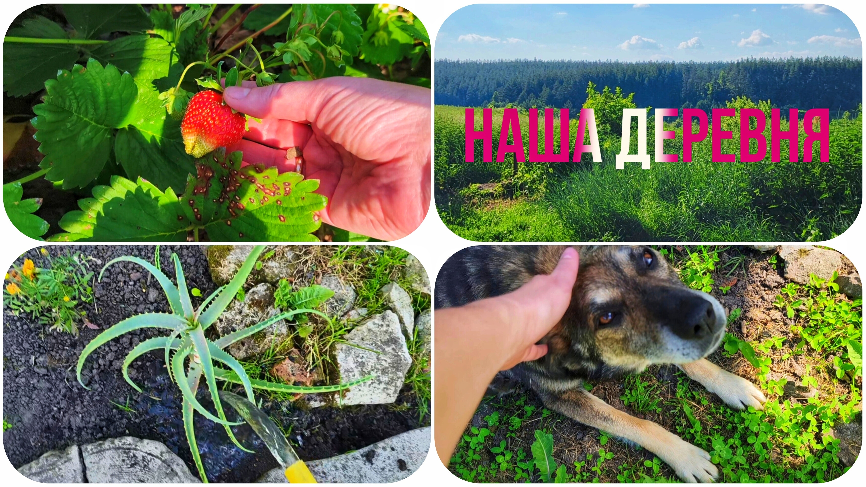 И СНОВА ОДНИМ ДНЁМ  😊 ПЕРВАЯ 🍓🍓🍓 НАШИ ПРОСТОРЫ 👍🌲🌳