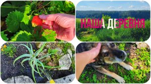 И СНОВА ОДНИМ ДНЁМ  😊 ПЕРВАЯ 🍓🍓🍓 НАШИ ПРОСТОРЫ 👍🌲🌳