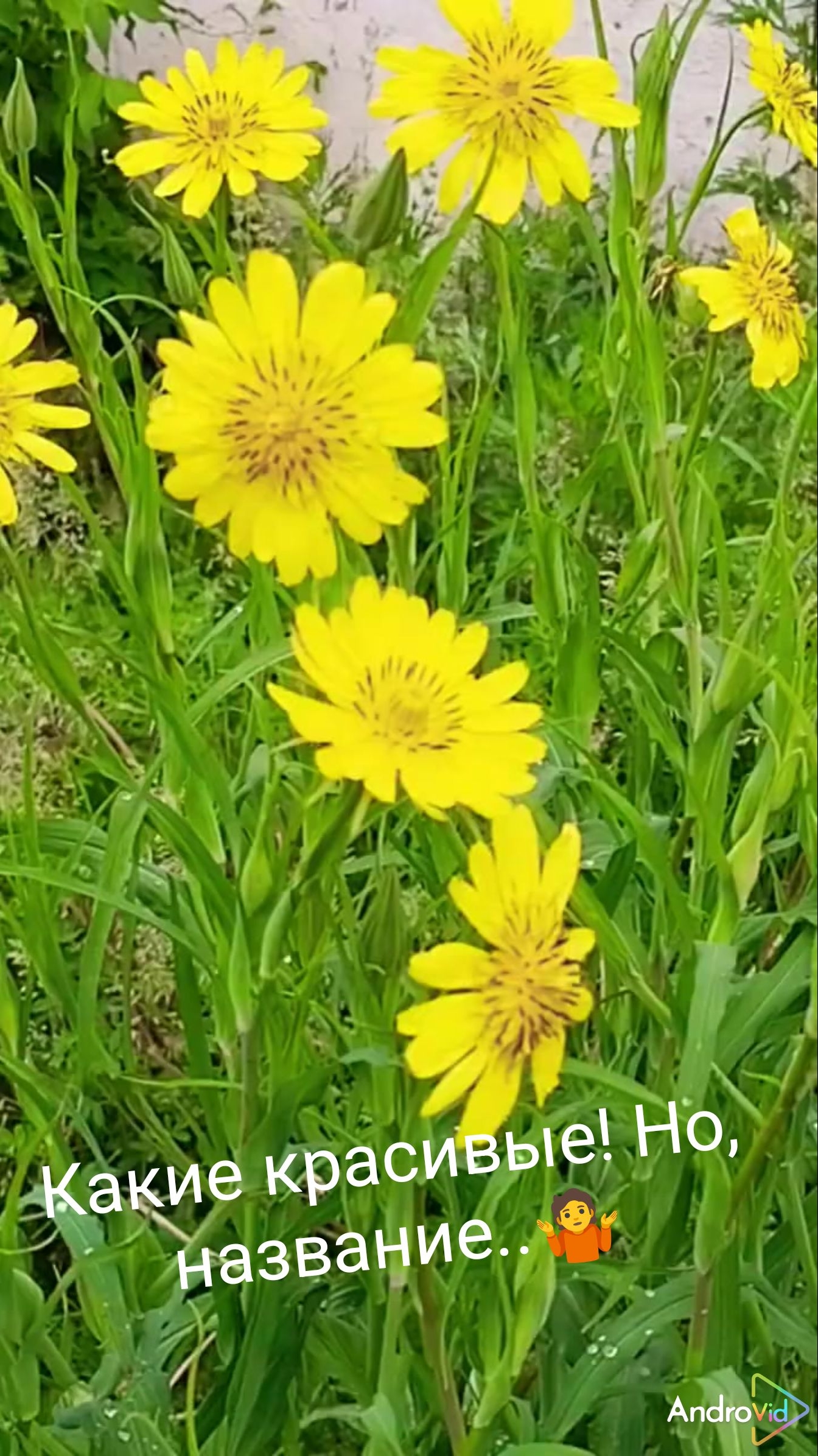 Козлобородник! 🤷 Полевые цветы! Музыка, в тему! 😁  15-06-2026