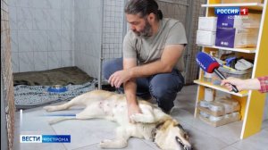 В Костроме произошло сразу два счастливых случая спасения животных после тяжелейших травм