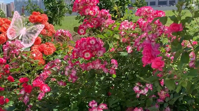 15.06.2026 Цветы