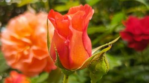 Время прекрасных роз!🌹