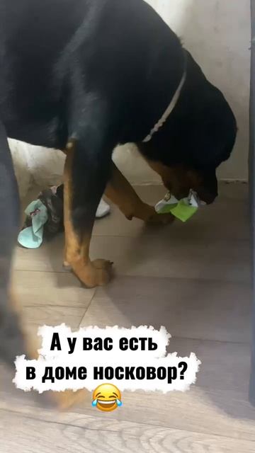 Носкоежка)