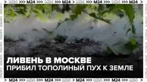 Ливень в Москве прибил тополиный пух к земле - Москва 24