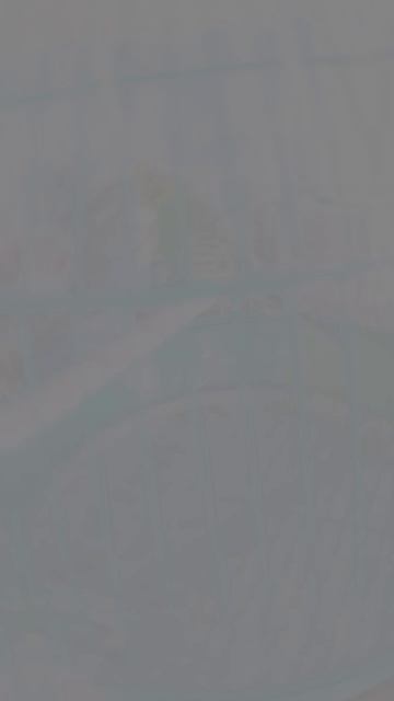 Кеша и Чика