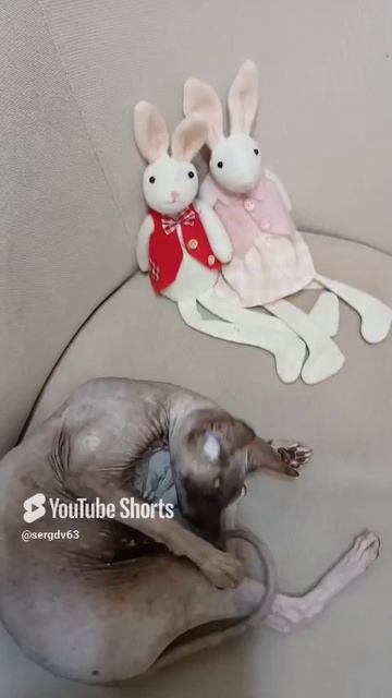 Муся наша кошка, сфинкс🫠🫠🫠