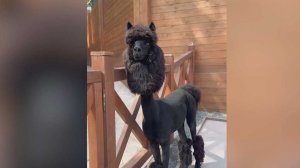 В Сочи альпакам сделали летние прически