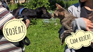 Гонки фазанов, обмазывание меня грязькой, прощание с Машей. Квадроцикл гонит петуха!