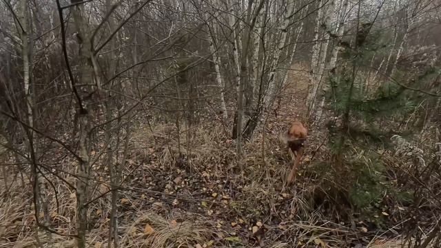 Охота с Выжлой на вальдшнепа, 25г.