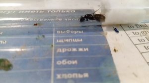 Кампнотус вагус
