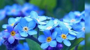 Незабудки.Предчувствие любви. Незабудочка моя
