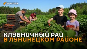 «Тик-тока нет – клубники валом»: как живет ягодный бизнес в Лунинецком районе