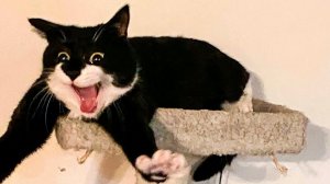 СМЕШНЫЕ КОТЫ | ЛУЧШИЕ ПРИКОЛЫ С КОТАМИ, СОБАКАМИ, КОШКИ, СОБАКИ, ЖИВОТНЫЕ, СМЕШНОЕ ВИДЕО