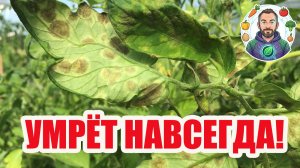 🛑 ЭТОТ КЛАД НИКОМУ НЕ НУЖЕН! 🍅❌ Как навсегда забыть про кладоспориоз на томатах и огурцах! 🥒🚫