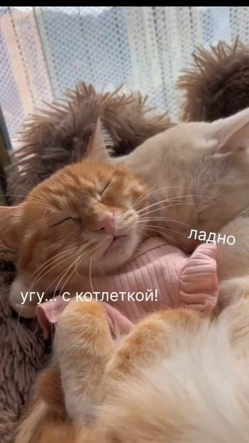 #юмор #прикол #котики