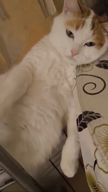 Котик чилит на расслабоне