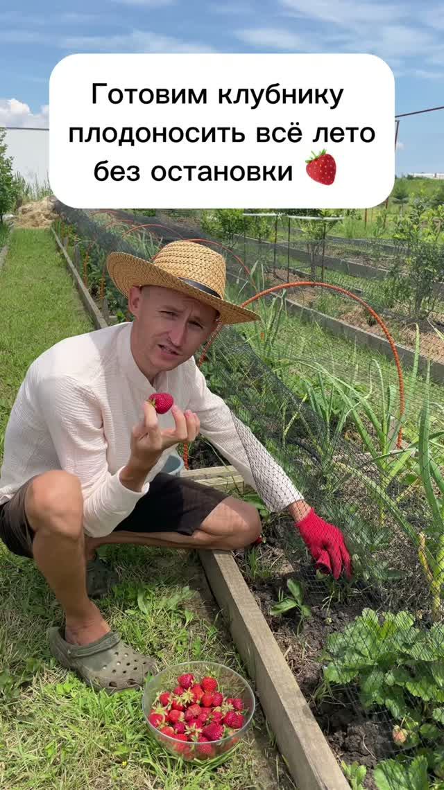 Готовлю клубнику к плодоношению на всё лето
