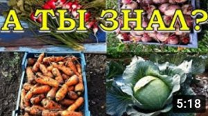 КАК я получаю 2 УРОЖАЯ за СЕЗОН!??? (овощи, которые могут дать 2 урожая)
