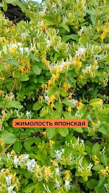 Жимолость японская в Крыму