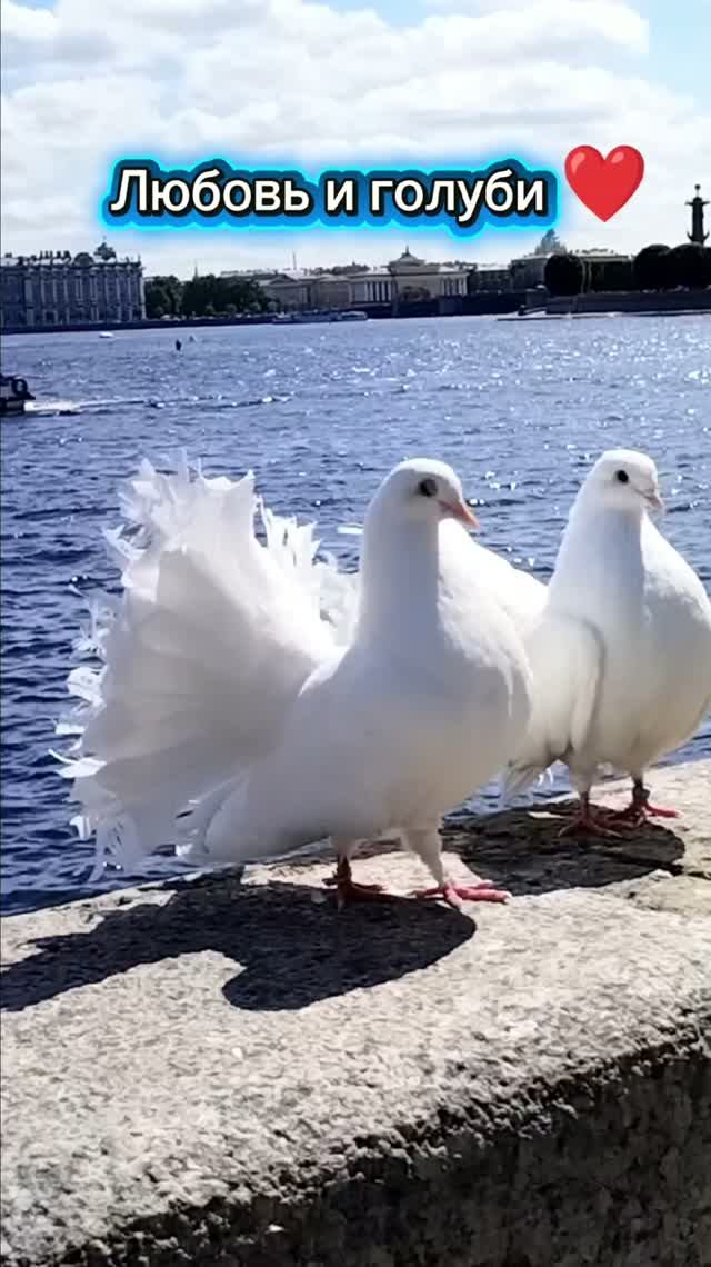 Любовь и голуби 🫶