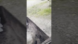 МОЙ ПЕРВЫЙ ВЛОГ ЕДУ НА ПРИРОДУ В ГНЕЗДО СОВЫ