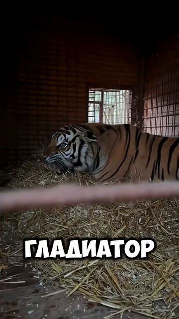 Вот почему лев никогда не сможет победить тигра.