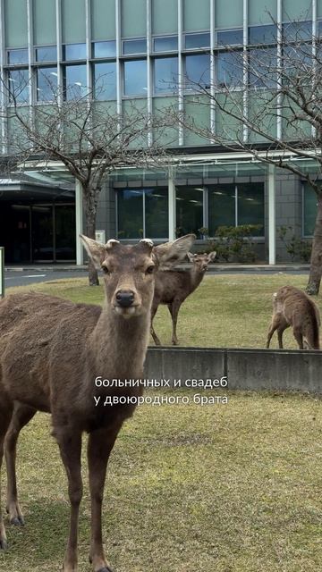 Уволил команду и улетел кормить оленей смотреть онлайн