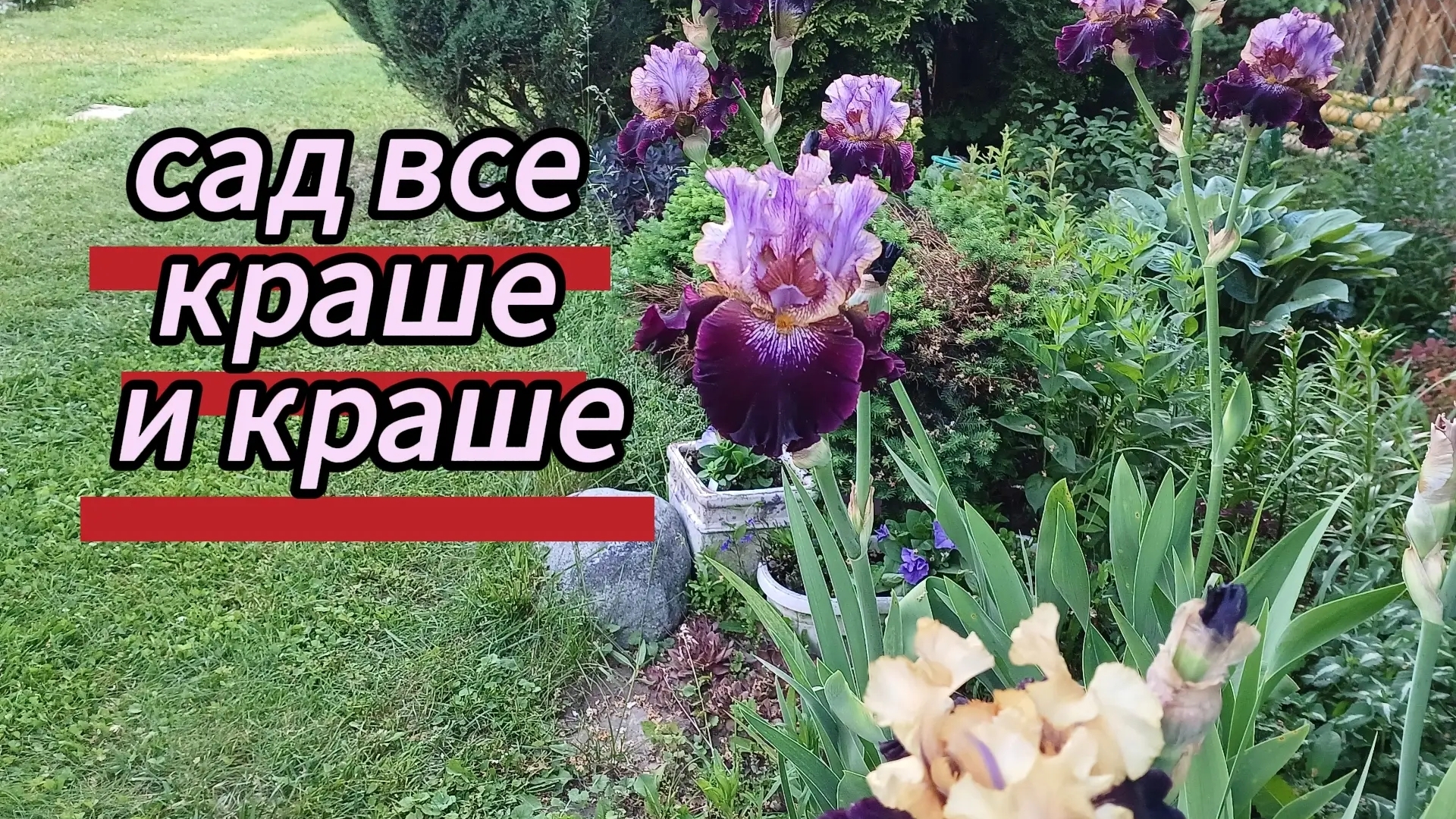 Сад все краше и краше. К нам в гости пришла белка. 12.06.2026