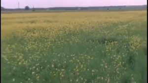 Владимир Пресняков - Острова