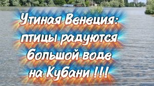 Утиная Венеция: птицы радуются большой воде на Кубани!!!