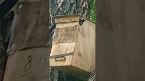 Как поймать бродячих пчёл.