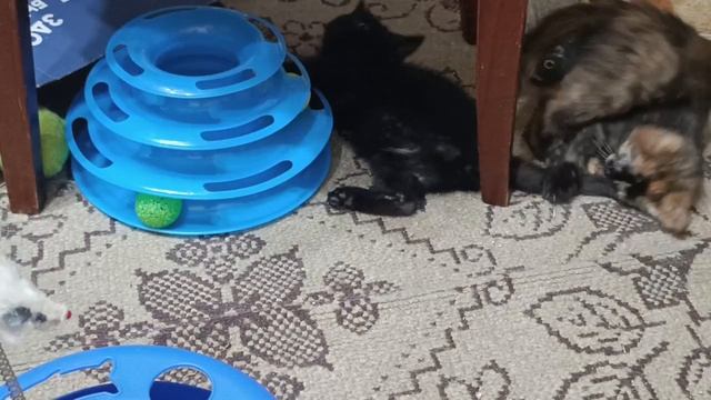 Вечерние игры малышей 🥳 Выбирайте себе друга...