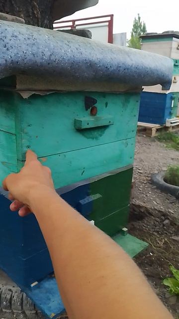 Образование семьи-воспитательницы для вывода маток из стартера 🐝