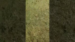 lv_0_20260614183341.mp4