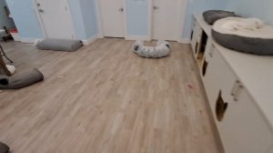 Кошачье кафе