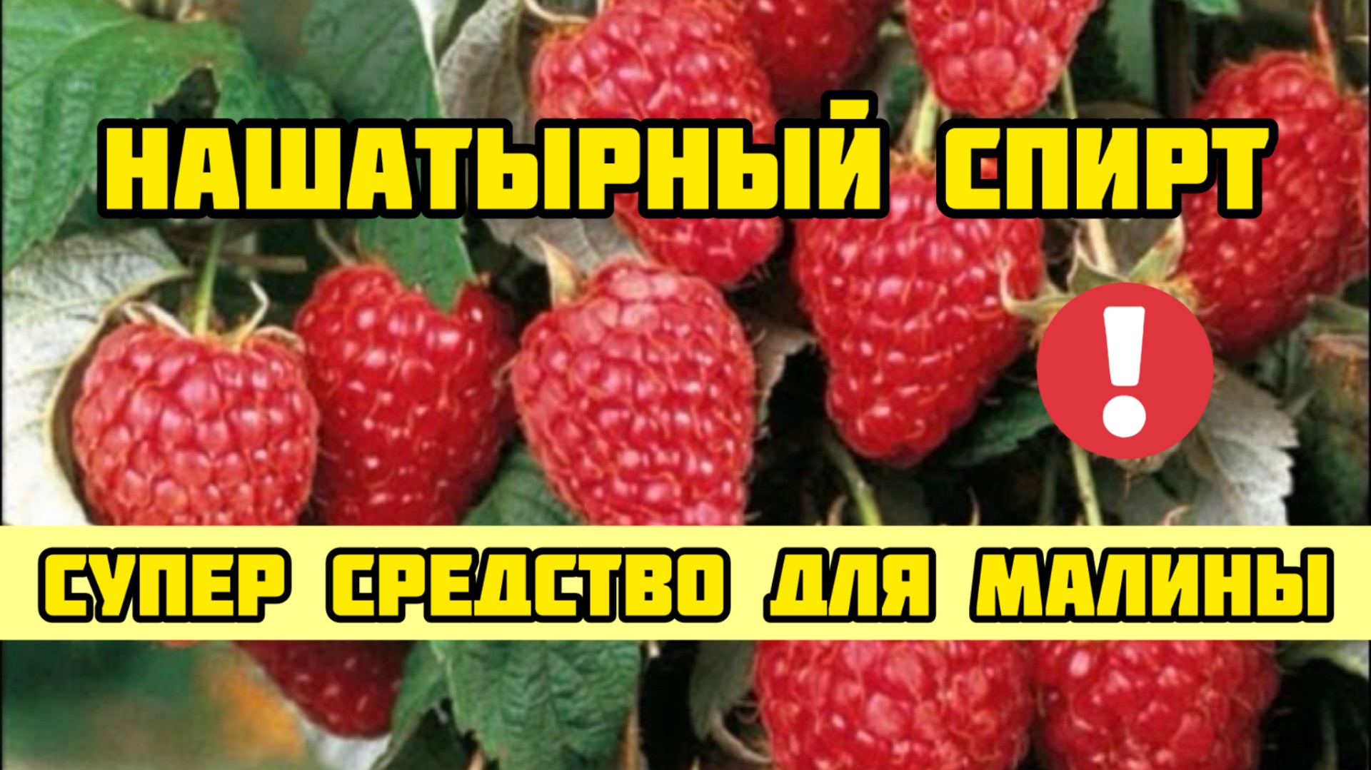 Нашатырный спирт - супер средство для урожая малины! Малина весной