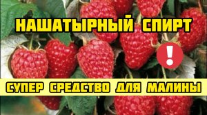 Нашатырный спирт - супер средство для урожая малины! Малина весной