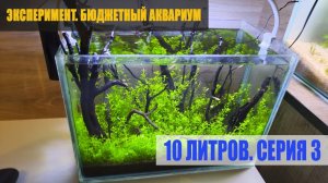 Эксперимент. Аквариум 10 л. Серия 3