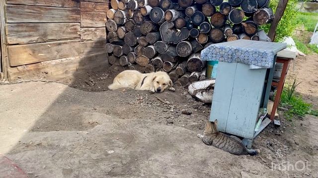 Чем пахнет бравенькая и ее канал на примере моих питомцев