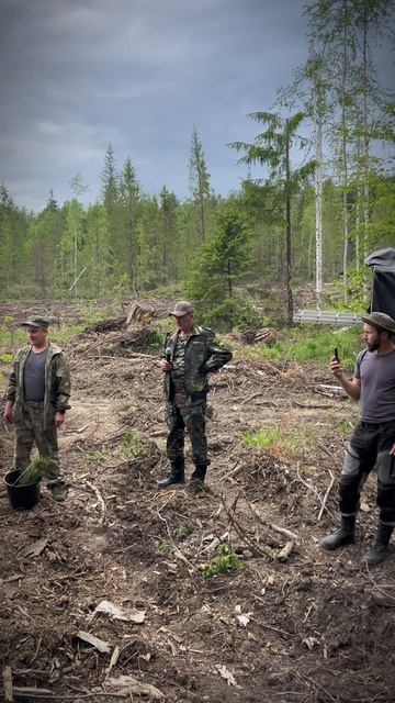 Посадка леса в учебно-опытном лесхозе УГЛТУ