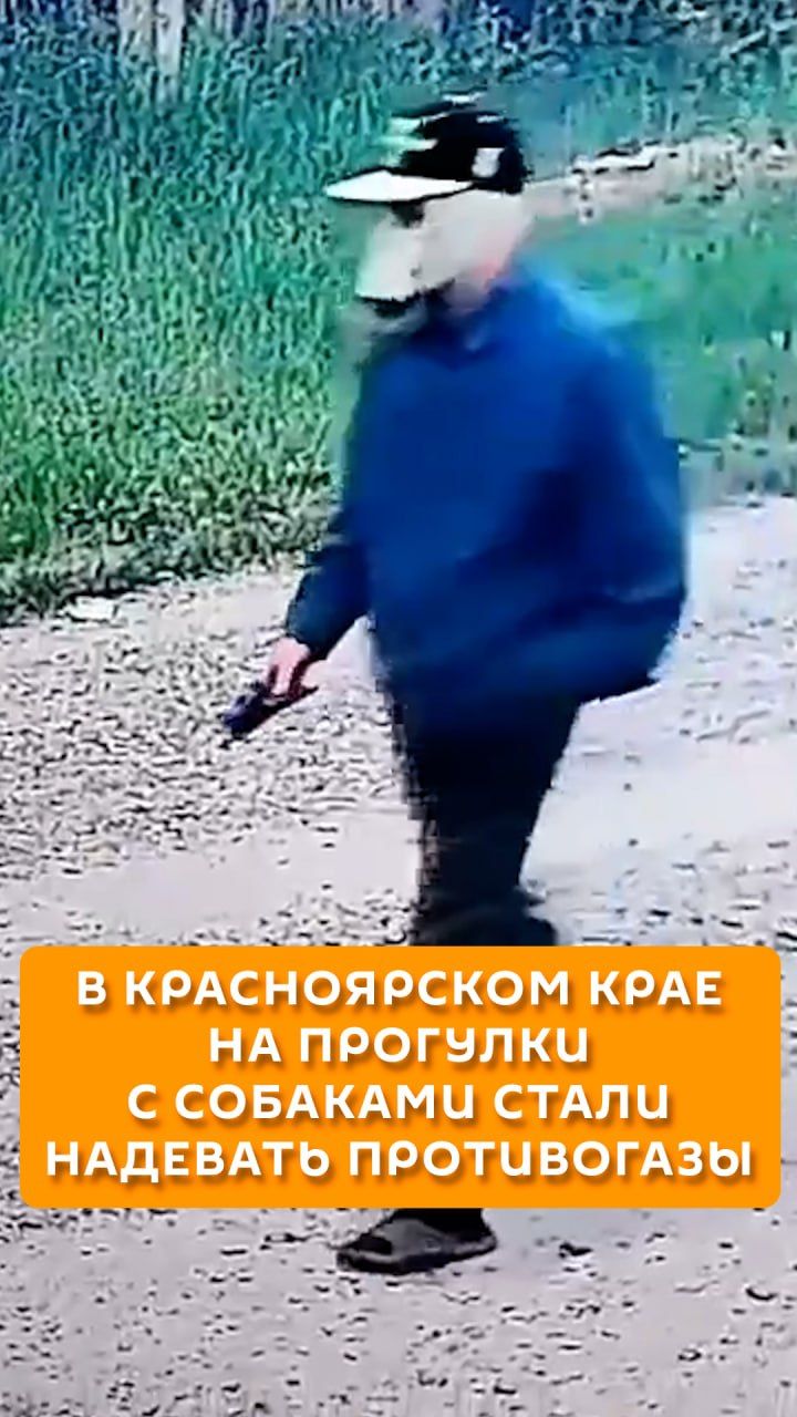В Красноярском крае на прогулки с собаками стали надевать противогазы