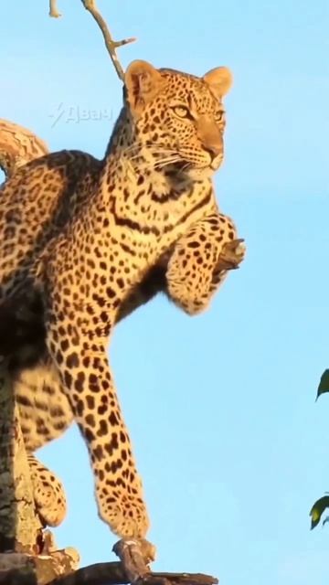 Он смотрит закат, а вы 🐆😱