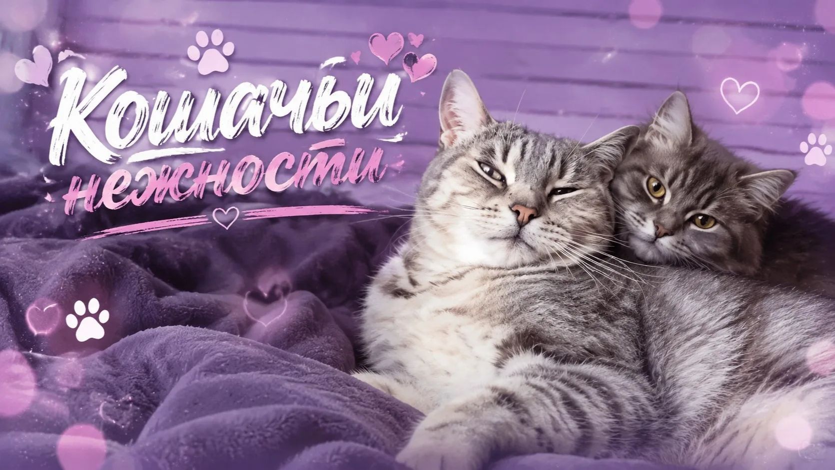 Кошачьи нежности