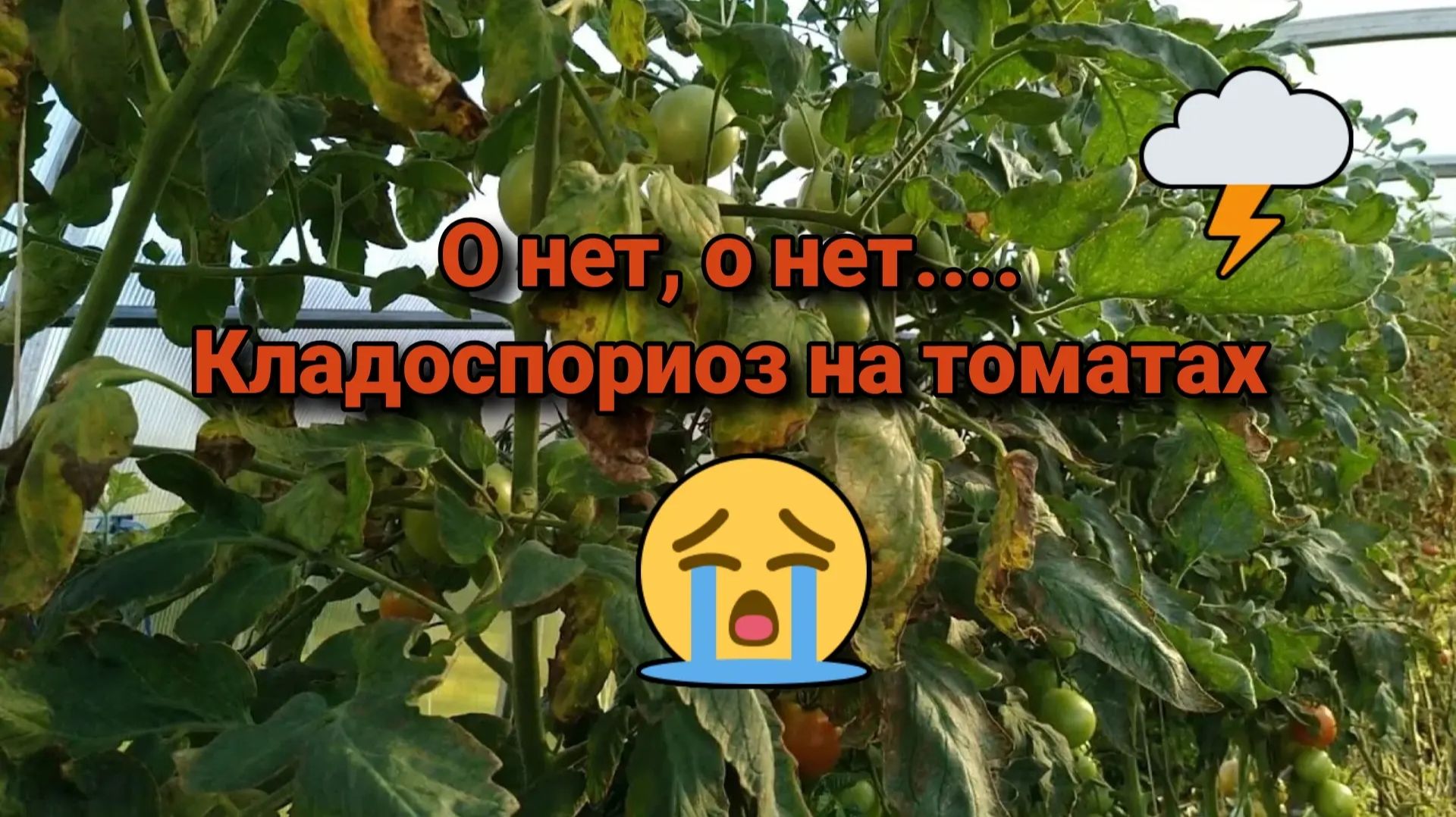 О нет, о нет... Кладоспориоз на томатах