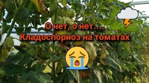 О нет, о нет... Кладоспориоз на томатах