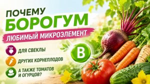 Бор для томатов, свёклы и огурцов: урожая будет в разы больше!